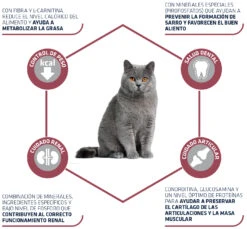 Advance Cat Sterilized Senior +10 -Catit Ventas 11859 3 3
