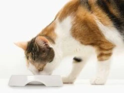 Catit Comedero Doble Acero Inoxidable