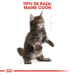 ROYAL CANIN KittenMaine Coon Pienso Para Gatito De Raza -Catit Ventas 3466 rc fbn kittenmainecoon cv5 002 spain spanish 5