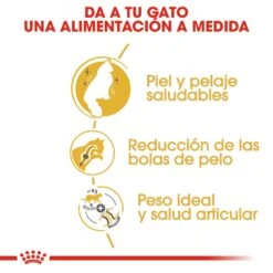 ROYAL CANIN Norweigan Forest Pienso Para Gato Adulto Bosque De Noruega -Catit Ventas 42931 rc fbn norwegianfc cv2 2