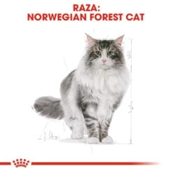 ROYAL CANIN Norweigan Forest Pienso Para Gato Adulto Bosque De Noruega -Catit Ventas 42931 rc fbn norwegianfc cv 7
