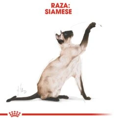 ROYAL CANIN Siamese Pienso Para Gato Adulto Siamés -Catit Ventas 4987 rc fbn siamese cv 7