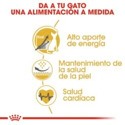 ROYAL CANIN Sphynx Pienso Para Gato Adulto Esfinge 2 ROYAL CANIN Sphynx Pienso Para Gato Adulto Esfinge -Catit Ventas 4988 rc fbn sphynx cv2 2