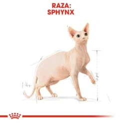 ROYAL CANIN Sphynx Pienso Para Gato Adulto Esfinge 7 ROYAL CANIN Sphynx Pienso Para Gato Adulto Esfinge -Catit Ventas 4988 rc fbn sphynx cv 7