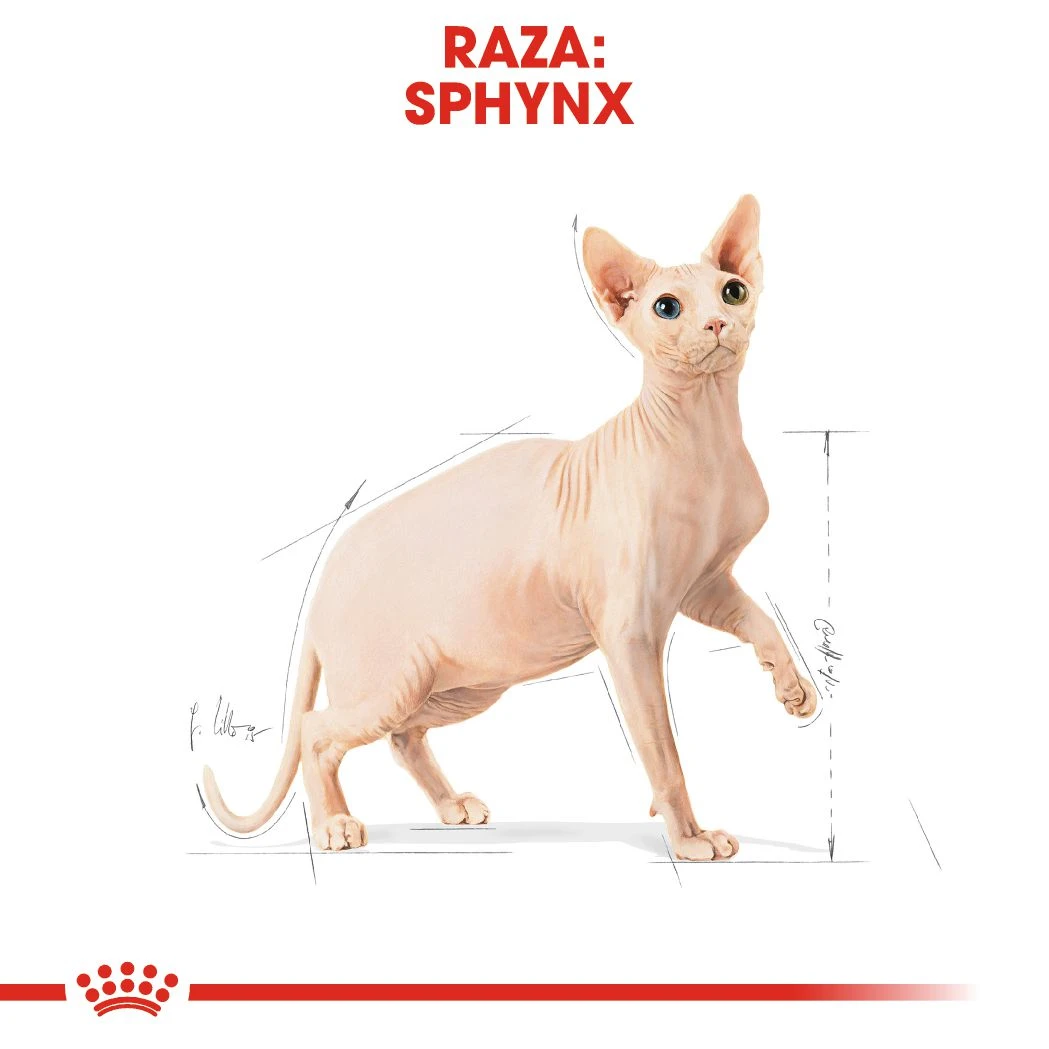 Sphynx Pienso para Gato Adulto Esfinge ROYAL CANIN Sphynx Pienso Para Gato Adulto Esfinge -Catit Ventas 4988 rc fbn sphynx cv 7