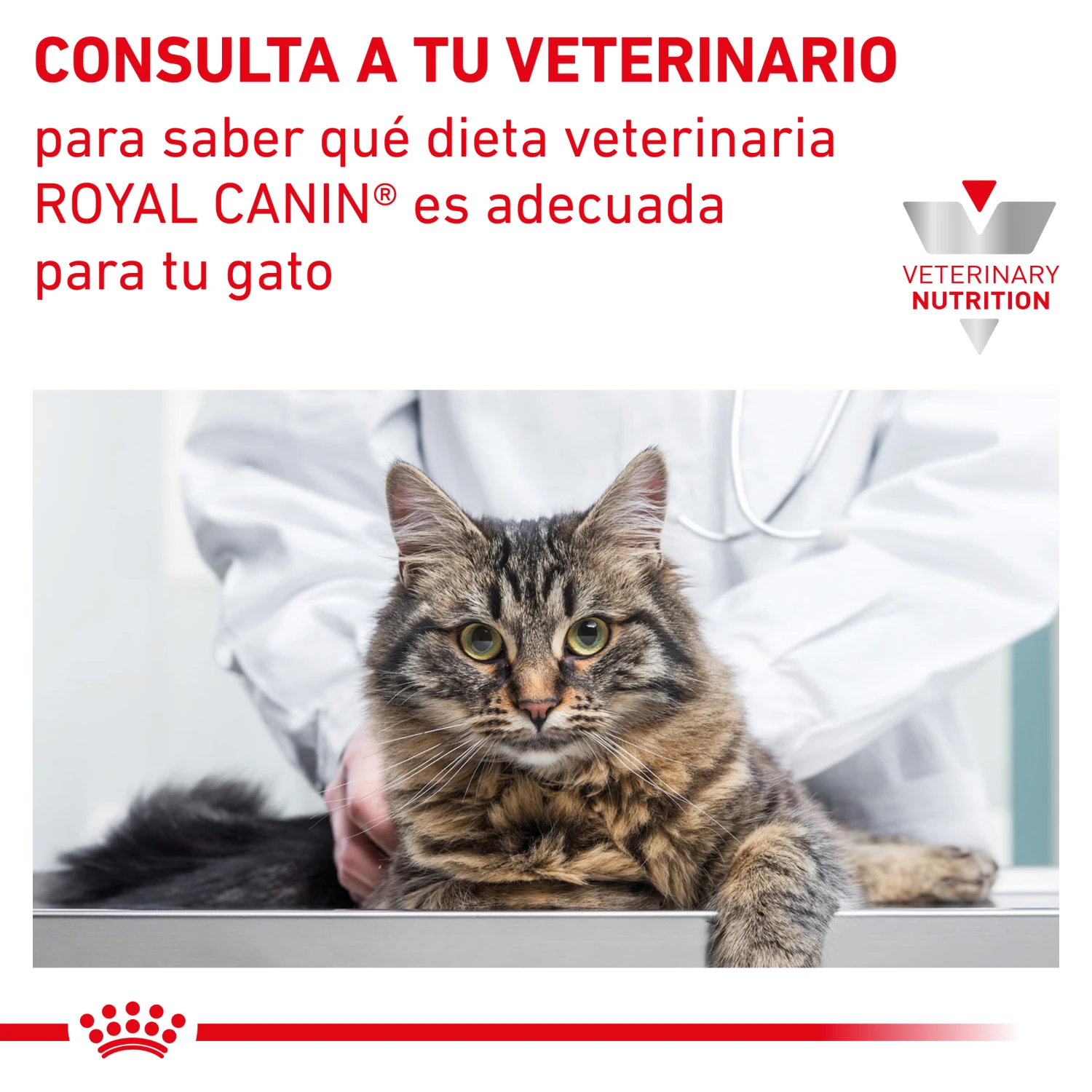 VD Feline Mobility ROYAL CANIN VD Feline Mobility -Catit Ventas INFO 62fce5b41f033