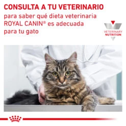 ROYAL CANIN VD Feline Renal -Catit Ventas INFO 62fce62fcf51b