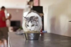 Virbac Veterinary HPM U1 Urology Struvite Dissolution -Catit Ventas MG 8222 64256cccb0e7b