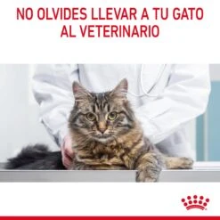 ROYAL CANIN Oral Care Pienso De Gato Adulto Con Sensibilidad Oral -Catit Ventas RC FCN DentalCare CV 9 es ES 649d6bfb84a1a