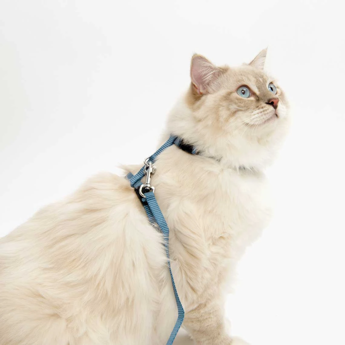 Arnés y Correa Azul Catit Arnés Y Correa Azul -Catit Ventas V55361 Harness and Leash 570x570 at 2x 6286296cda51e