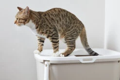 Savic Casita Gato Hop In -Catit Ventas casita gato hop in 6 6