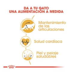 Royal Canin Adult Maine Coon Pienso Para Gatos -Catit Ventas comida gatos royal canin adult maine coon ROY309338 M 3