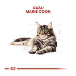 Royal Canin Adult Maine Coon Pienso Para Gatos -Catit Ventas comida gatos royal canin adult maine coon ROY309338 M 4