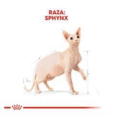 Royal Canin Adult Sphynx Pienso Para Gatos 3 Royal Canin Adult Sphynx Pienso Para Gatos -Catit Ventas comida gatos royal canin adult sphynx ROY307028 M 4