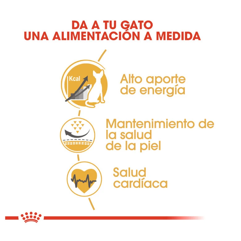 Royal Canin Adult Sphynx pienso para gatos Royal Canin Adult Sphynx Pienso Para Gatos -Catit Ventas