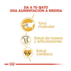 Royal Canin Adult British Shorthair Pienso Para Gatos -Catit Ventas pienso gatos royal20canin british20shorthair ROY309560 M 6