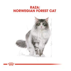 Royal Canin Adult Norwegian Forest Pienso Para Gatos -Catit Ventas pienso gatos royal20canin norwegian20forest20cat ROY309760 M 4