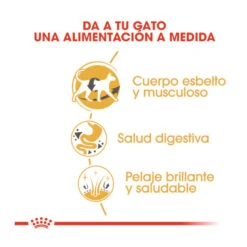 Royal Canin Adult Siamese Pienso Para Gatos -Catit Ventas pienso gatos royal20canin siamese adult ROY309161 M 6